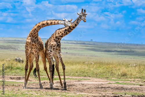 Canvas Print giraffe in the wild