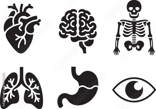 Human anatomy icons set including heart brain skeleton lungs stomach and eye organ symbols