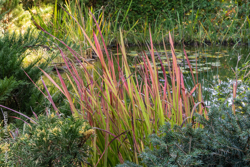 Scene is natural and serene. Tall, slender grasses Imperata cylindrica grass Red Baron with reddish and green hues near  tranquil pond, surrounded by lush greenery and partially shaded by trees.