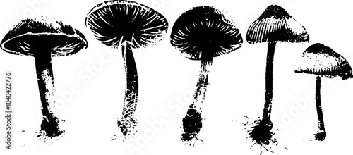 Black and white mushroom growth stages stencil illustration for posters or cards