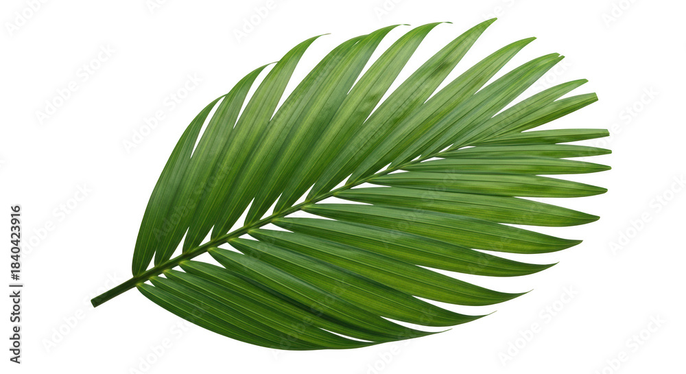 Obraz premium Green Palm Leaf With White Outline On Black Background tropical plant