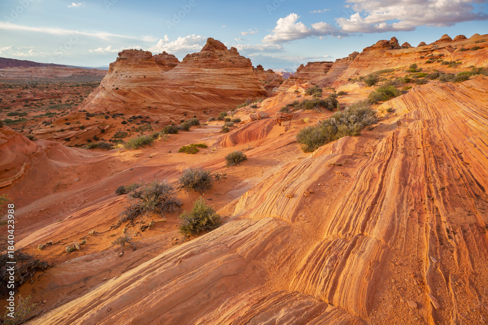 Naklejka premium South coyote