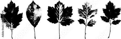 Black and white autumn leaves stencil for seasonal design and decor
