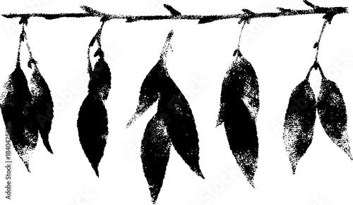 Black and white stencil illustration of slender willow branch for nature-themed design