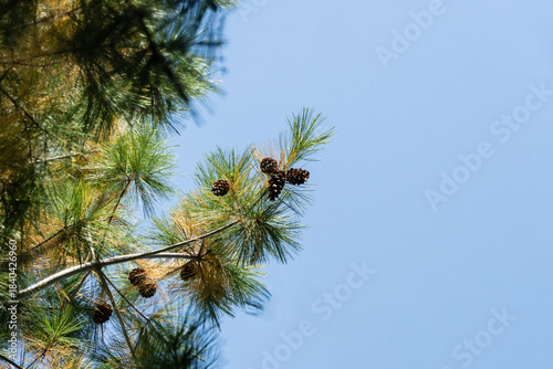 Bright green White pine Pinus strobus branches with several brown cones stand out against a clear, vibrant blue sky. Nature concept for design