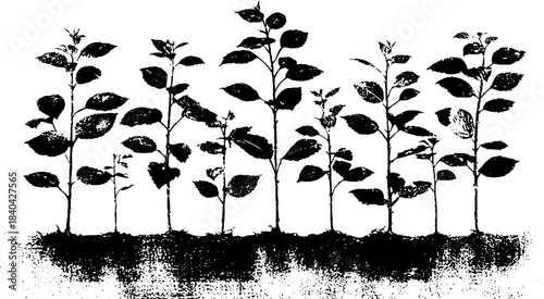 Black and white stencil of tall saplings rising from ground for nature illustration
