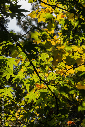 Bright green and yellow autumn leaves on tree Liquidambar styraciflua or American sweetgum branches, illuminated by sunlight, creating vibrant contrast against blurred sky.