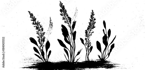 Underwater silhouette shadows of aquatic plants in black and white stencil art
