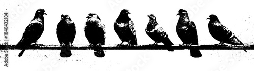 Urban pigeon silhouette art on a wire - black and white stencil design