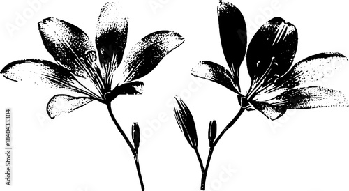 Black and white stencil illustration of wild desert lilies for art and design