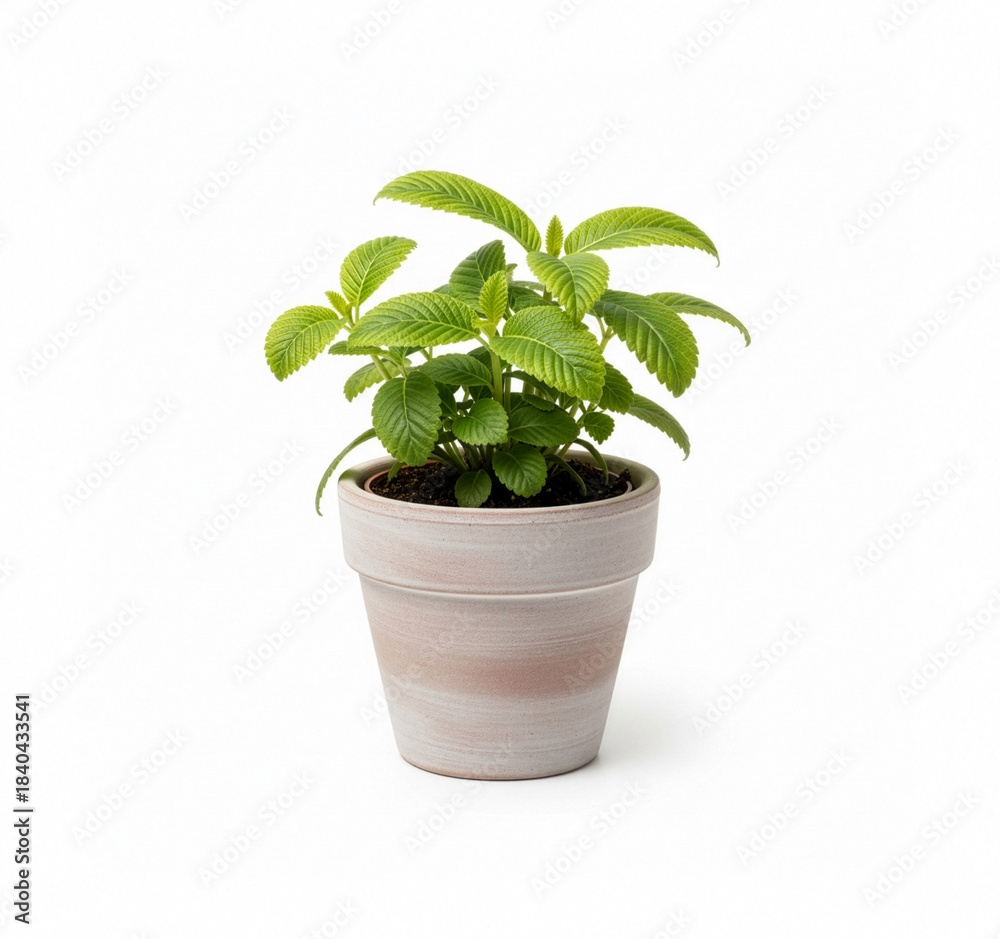 Obraz premium Small green plant isolated on a white background