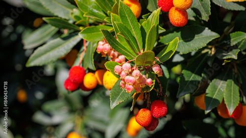 Fruiting Arbutus Unedo Tree with Red and Orange Berries