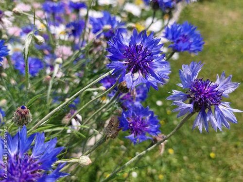 blue cornflowers is blooming. Garden flowers on green flower bed.