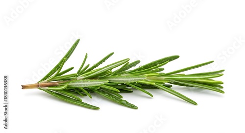 Fresh rosemary sprig on white background isolated on white background