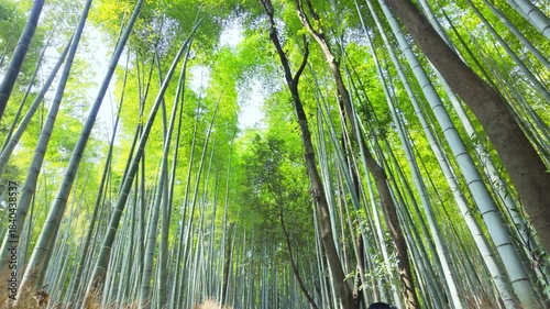 Arashiyama lush green bamboo grove forest