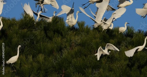 Little egrets (Egretta garzetta), perched on their dormitory trees. The Camargue, France.