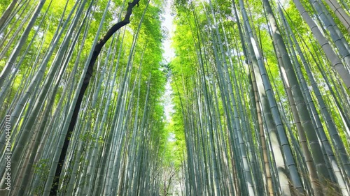 Arashiyama lush green bamboo grove forest