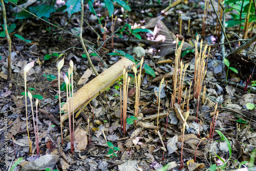 Wallpaper Mural Pale, slender, stalk-like plants, possibly parasitic or saprophytic, emerge from the leaf litter on a forest floor, showcasing unique woodland flora. Torontodigital.ca