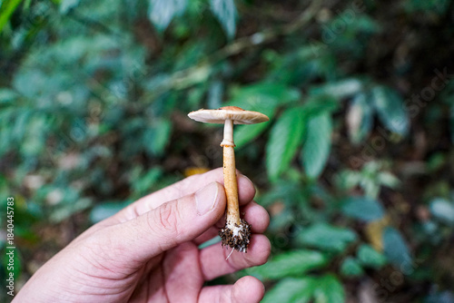 фотографія A person's hand carefully holds a small, light brown mushroom with visible roots and soil, against a blurred background of green forest foliage during daytime