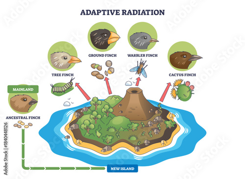 Adaptive radiation brief outline shows finches diversifying on a new island, beaks, island habitat, and arrows depict niche evolution, transparent background.