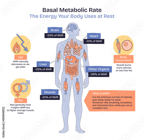 Basal metabolic rate BMR shown through a human body silhouette with labeled organs and percentage callouts, highlighting brain, liver, and muscle energy use at rest, transparent background.