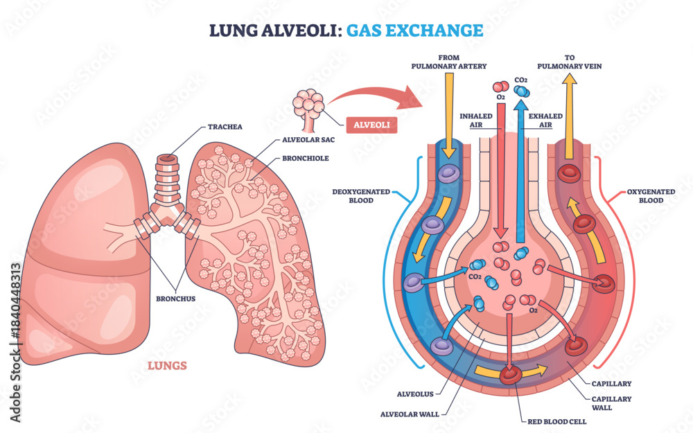 Obraz premium Lung alveoli gas exchange shown simply, oxygen enters, carbon dioxide leaves across capillaries, key elements are alveoli, capillaries, red blood cells, transparent background.