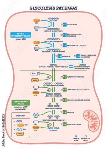 Glycolysis pathway visualized as a brief flow from glucose to pyruvate, highlighting ATP use and NADH gain with stepwise enzymes, transparent background. Key objects, glucose, ATP, pyruvate.