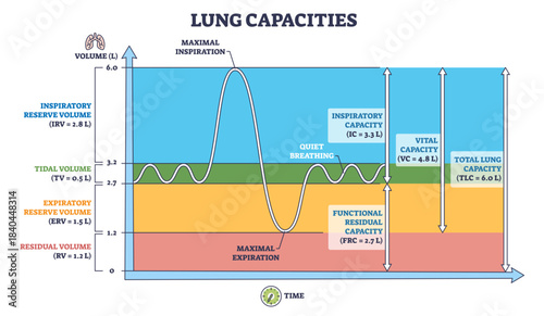 Lung capacities diagram outline visualizes breathing volumes over time, graph, volume scale, waveform show tidal, vital and total measures, transparent background.