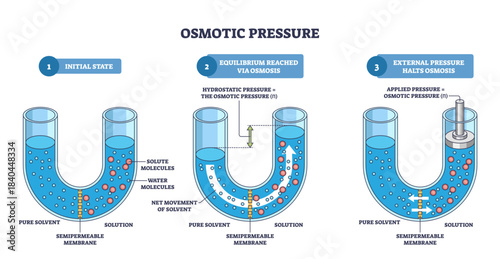 Osmotic pressure outline shows solvent moving across a semipermeable membrane in a U-tube toward solute molecules, equilibrium and applied pressure illustrated, transparent background.