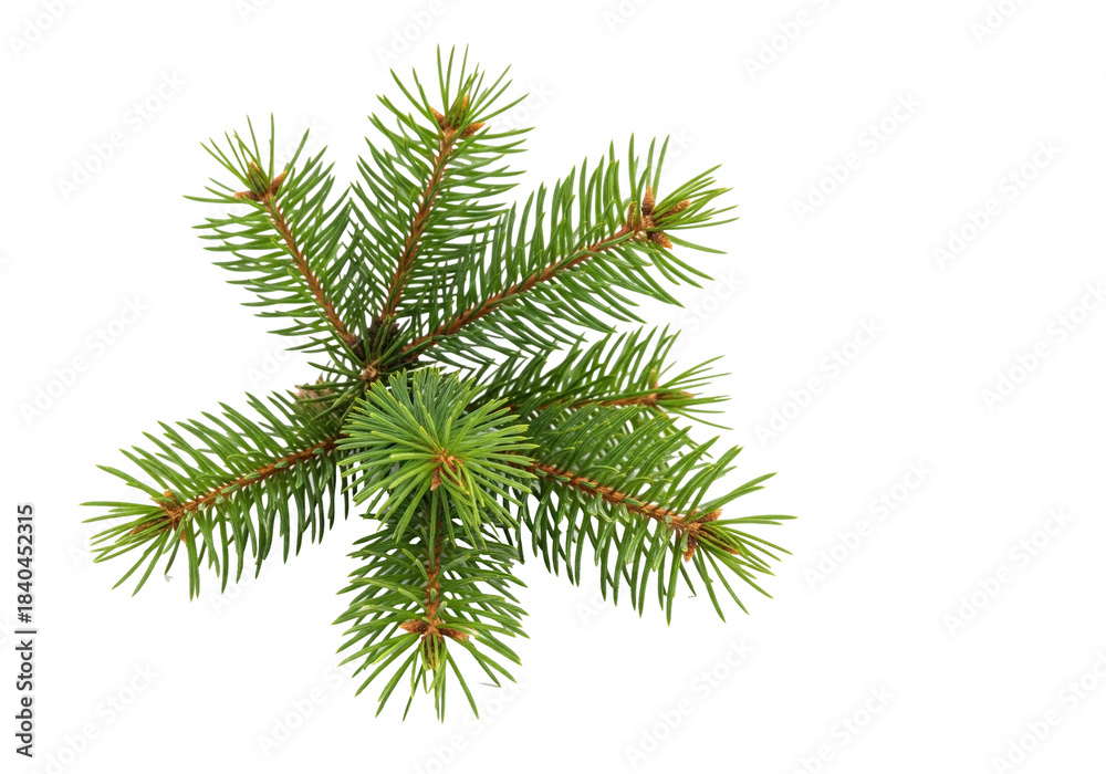 Naklejka premium A close-up photograph showcasing a small, isolated cluster of evergreen fir branches