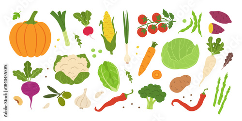 Fresh vegetables. Healthy food for organic cooking or vegan diet with natural produce and garden ingredients. Corn and tomato, carrot and lettuce for harvest or nutrition concept, vegetarian poster