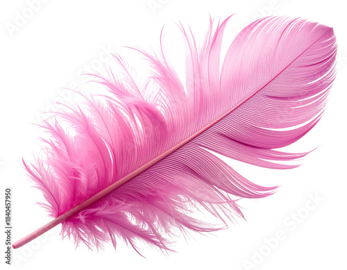  pink feather isolated on white or transparent png