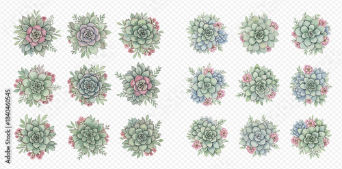 Set of various watercolor succulents and floral compositions, top view, isolated on transparent background.