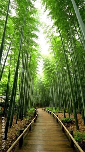 Arashiyama forest floor wander path with walkway through arashiyama bamboo forest effect nature landscape style featuring bamboo,