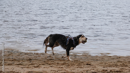 Chien qui court sur la plage avec une balle dans sa gueule