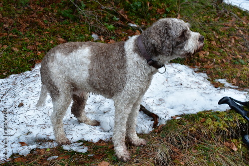 Portrait eines Lagotto Romagnolo Hundes