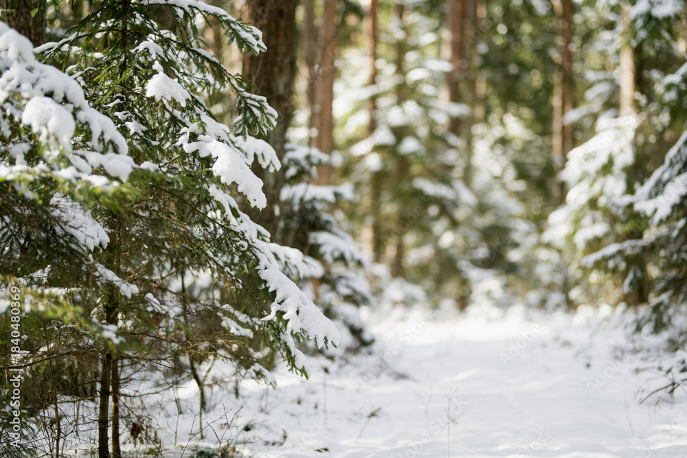 Fototapeta premium Snow rests on fir branches in a forest, soft light filtering through evergreens. Quiet winter moment in a Lithuanian woodland, serene and untouched.