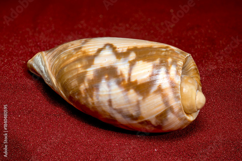 Glossy Olive Shell Resting on Rich Red Sparkling Sand Background