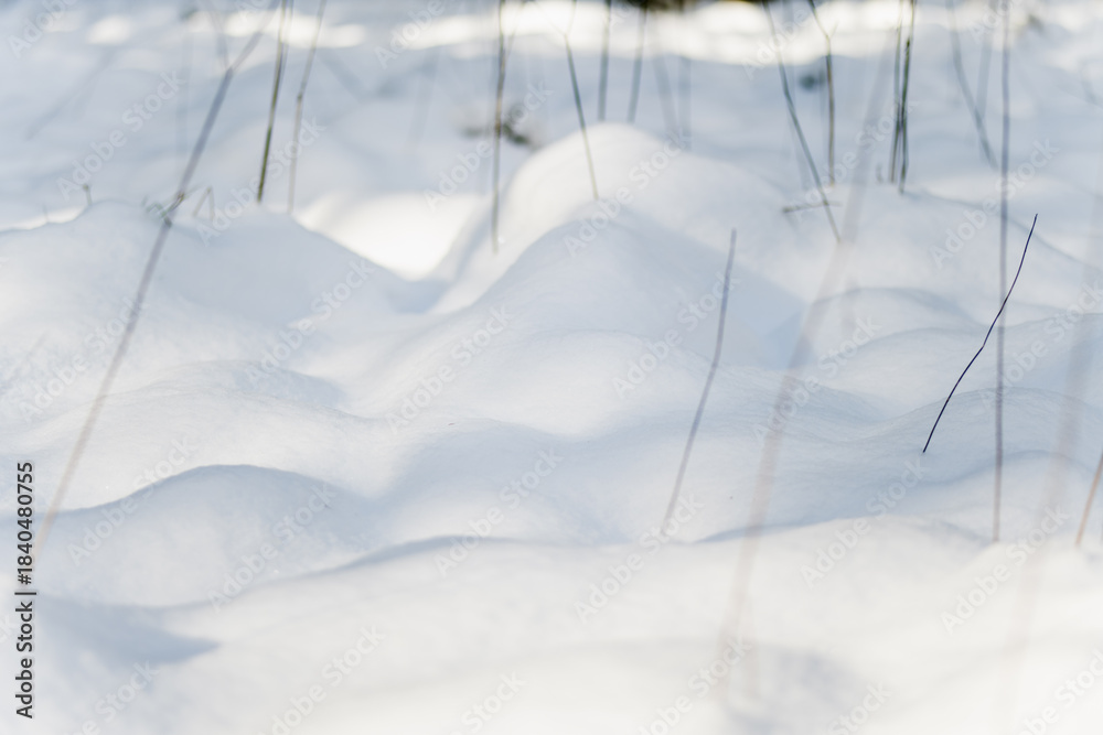 Naklejka premium Snow-covered hummocks rise in soft undulations across a frozen bog, dotted with grass stems. A quiet winter rhythm in a Lithuanian wetland, sculpted by cold and time.