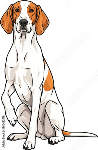 Istrian Shorthaired Hound dog sitting raising paw cute pose