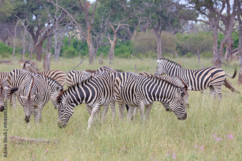 Naklejka premium Herd of Zebra grazing, Okavango Delta, Botswana 
