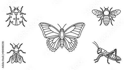 Collection of detailed black-and-white line drawings of insects including a butterfly, ladybugs, bees, and a wasp