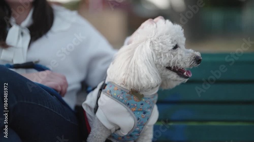 Happy white dog running on leash in urban park at sunset