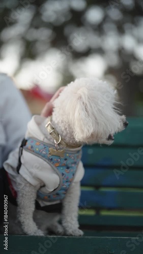 Happy white dog running on leash in urban park at sunset