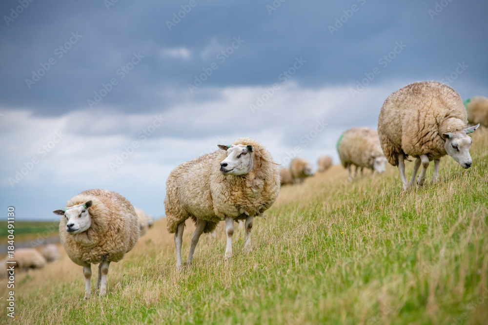 Obraz premium Sheep in the meadow on a dike on Texel. An island in the north of the Netherlands.