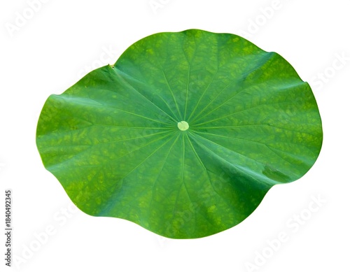 A vibrant, detailed overhead shot reveals a large, perfectly formed aquatic foliage. Its bright green hues and radial veins are striking