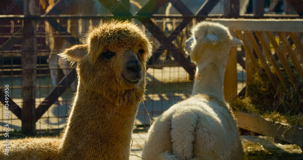 Obraz premium Visitors to the alpaca farm interact with friendly alpacas, exploring the serene environment filled with greenery and farm activities. This location is perfect for animal lovers and families.