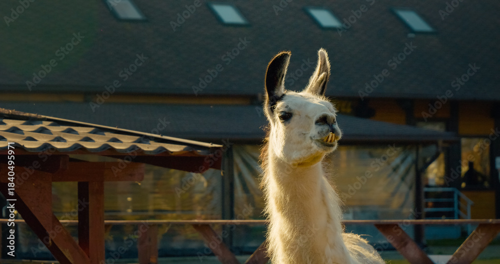 Fototapeta premium Experience the lively atmosphere of a llama farm where these charming animals greet visitors in the sun. Join in on fun activities and learn more about them.