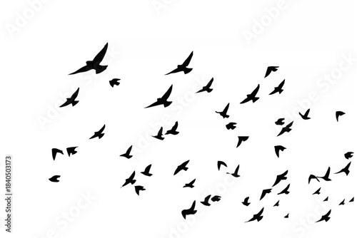 Birds flying in a natural vie...