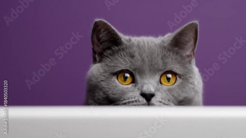 Close-up of a grey cat with striking yellow eyes, looking to the side, against a purple backdrop